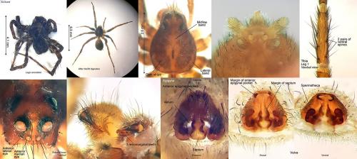Pardosa hortensis